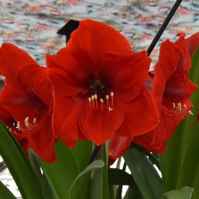 Hippeastrum 'Red Lion XL'